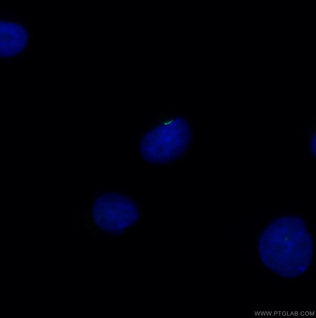 CoraLite®488-conjugated ARL13B Polyclonal antibody