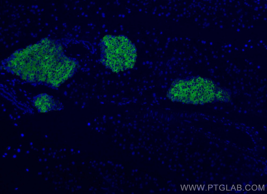 CoraLite®488-conjugated Synaptophysin Polyclonal antibody
