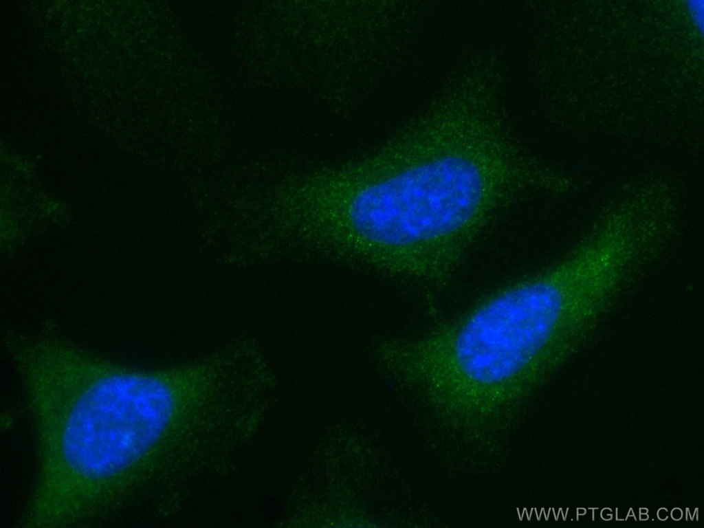 CoraLite®488-conjugated VEGF Polyclonal antibody