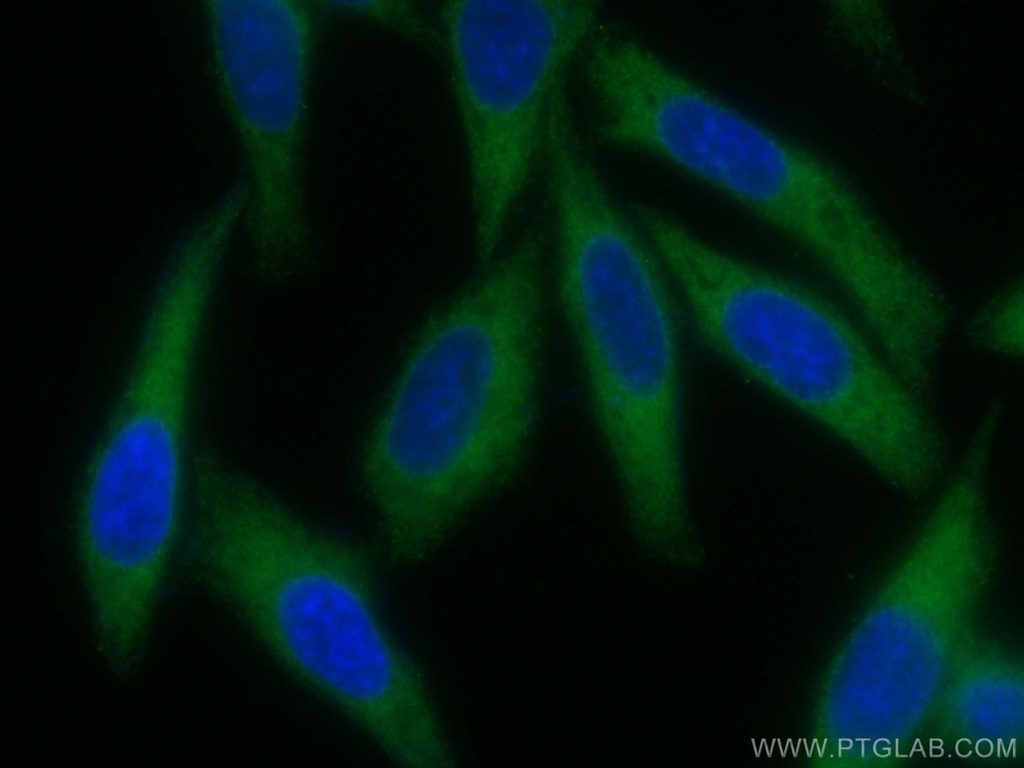 CoraLite®488-conjugated INF2 Polyclonal antibody