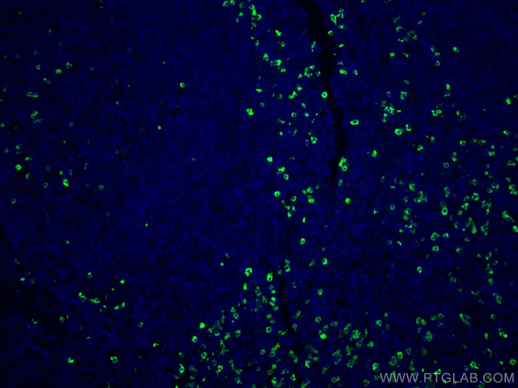 CoraLite®488-conjugated IgG Lambda Light Chain Polyclonal antibody