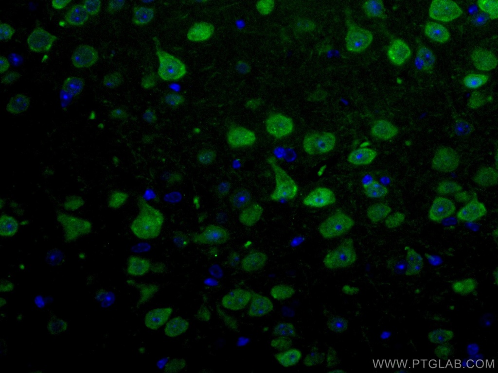 CoraLite®488-conjugated NeuN Polyclonal antibody
