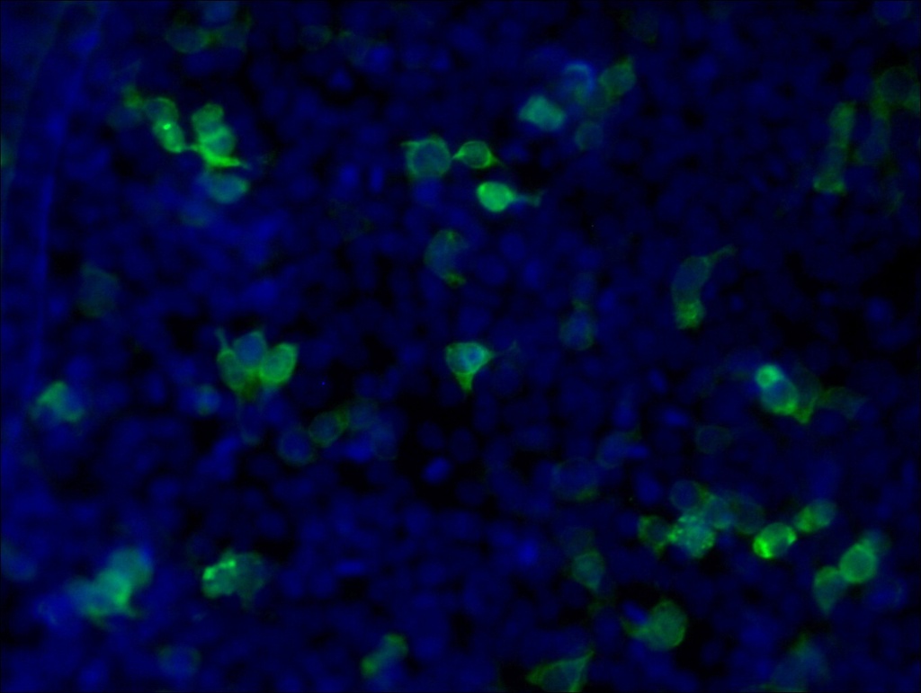 CoraLite®488-conjugated MYC tag Monoclonal antibody