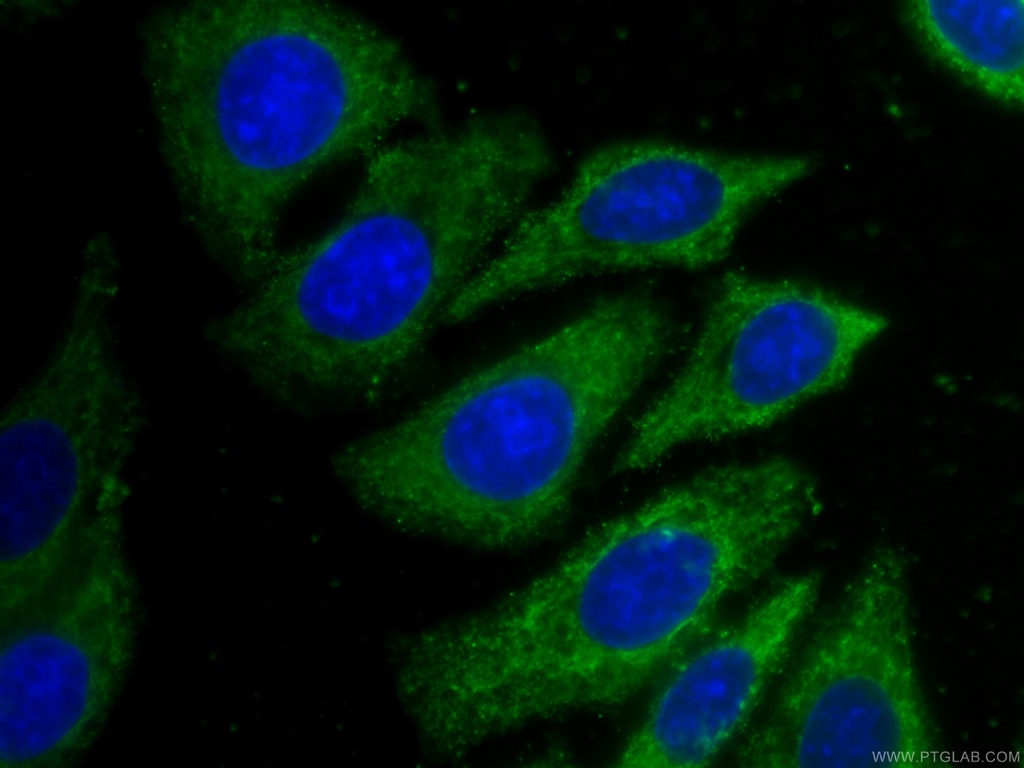 CoraLite®488-conjugated Beta Actin Monoclonal antibody