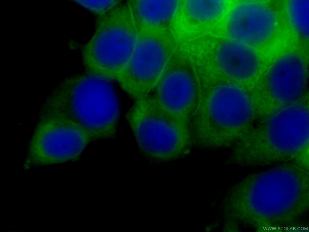 CoraLite®488-conjugated Annexin A2 Monoclonal antibody