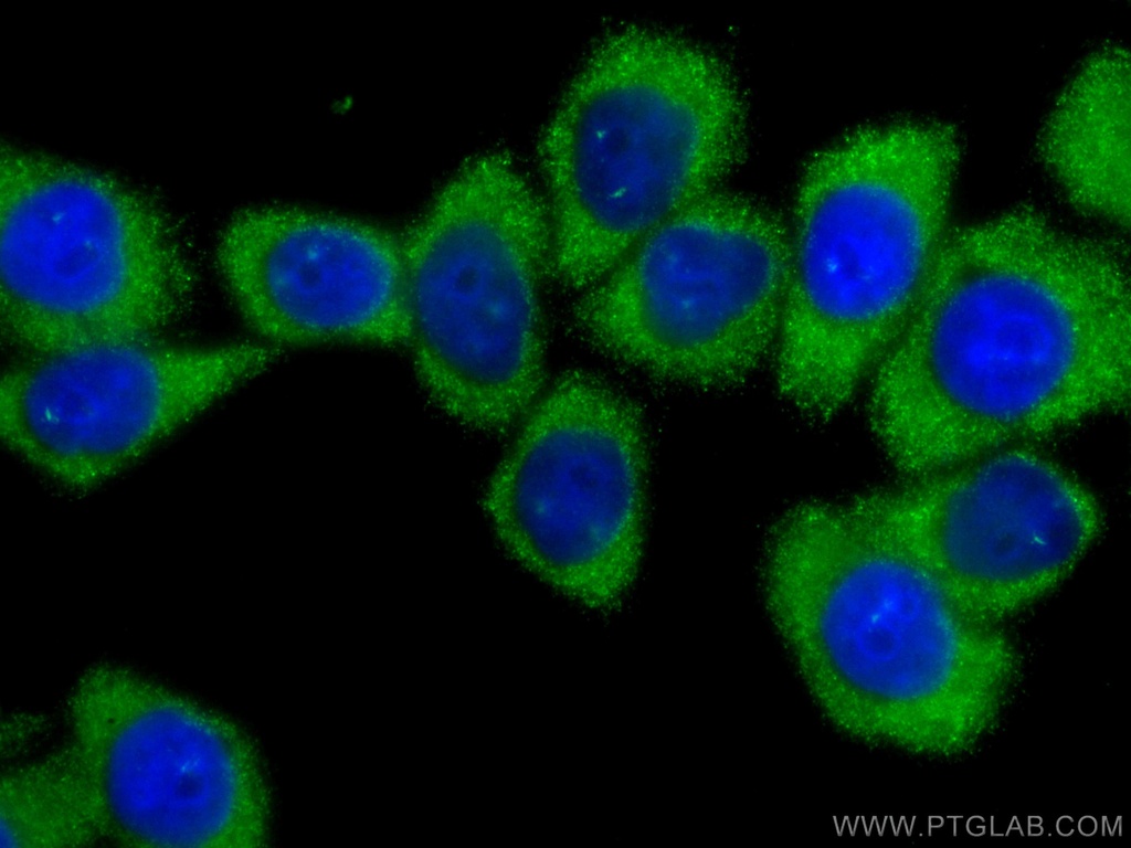 CoraLite®488-conjugated PLOD3 Monoclonal antibody