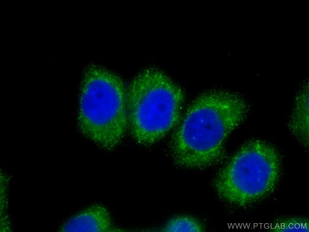 CoraLite®488-conjugated Stanniocalcin 2 Monoclonal antibody