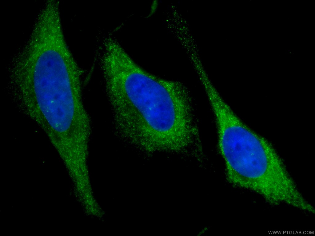 CoraLite®488-conjugated GDI2 Monoclonal antibody