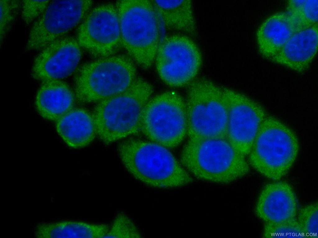 CoraLite®488-conjugated BORIS Monoclonal antibody
