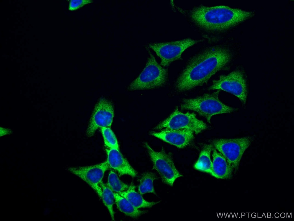CoraLite®488-conjugated EEF1D Monoclonal antibody