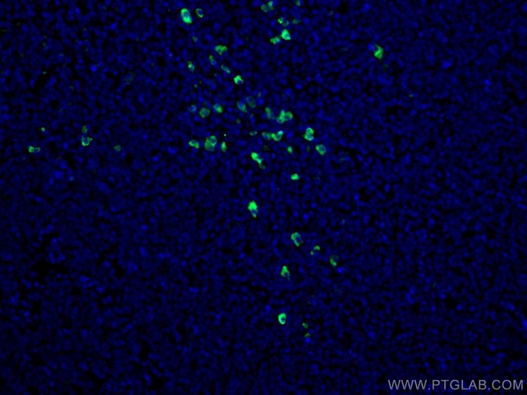 CoraLite®488-conjugated Human IgA Monoclonal antibody