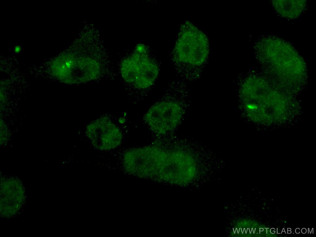 CoraLite®488-conjugated BRD8 Monoclonal antibody