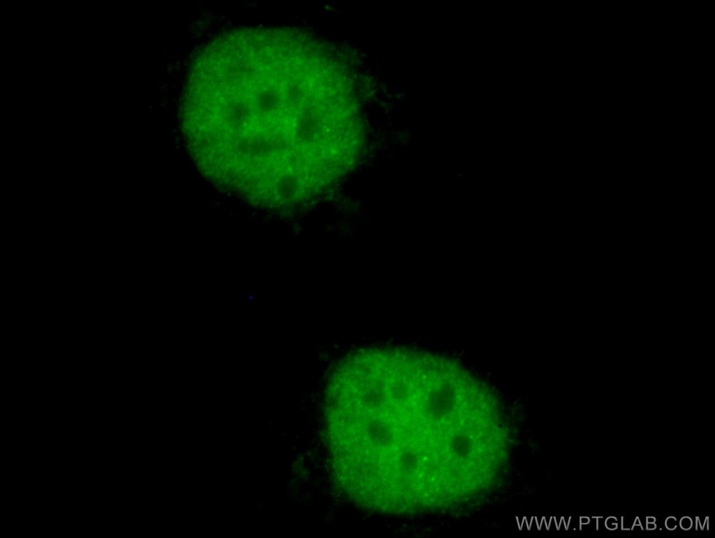 CoraLite®488-conjugated PAX8 Monoclonal antibody