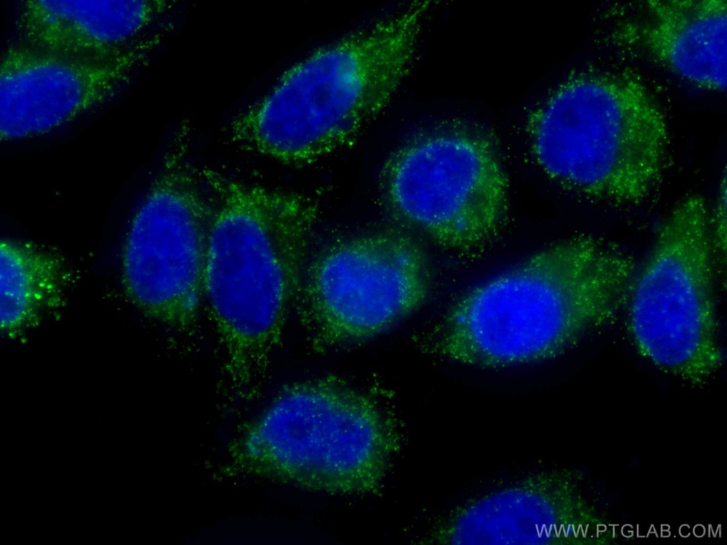 CoraLite®488-conjugated GSTO1 Monoclonal antibody