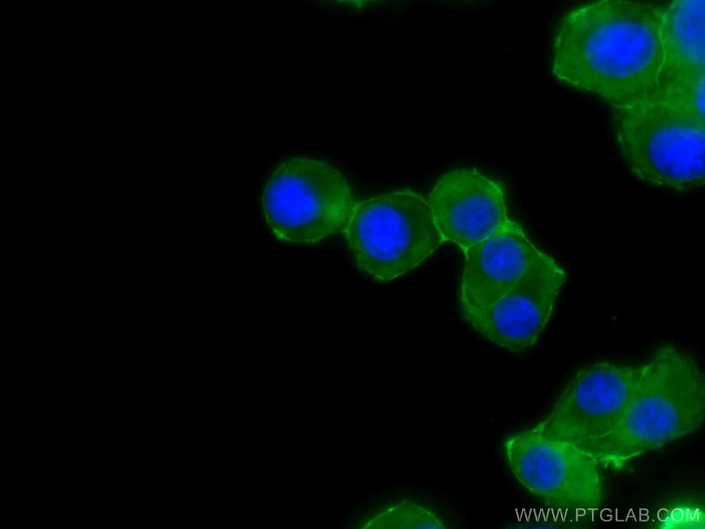 CoraLite®488-conjugated SNAP25 Monoclonal antibody