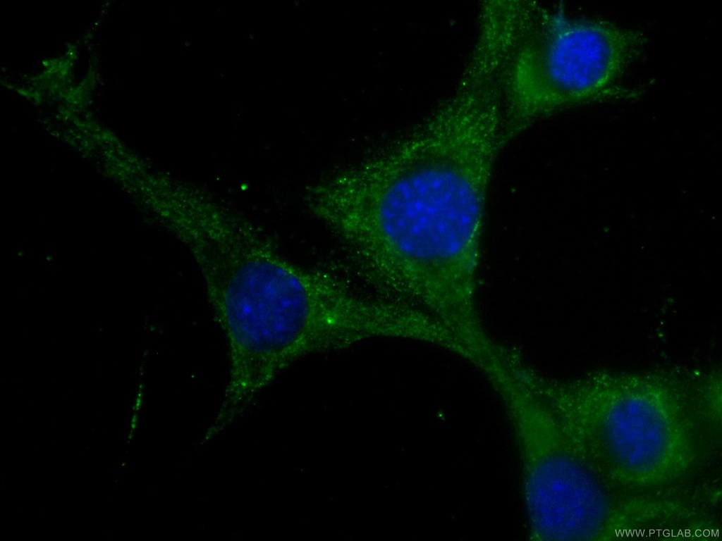 CoraLite®488-conjugated CKM-Specific Monoclonal antibody