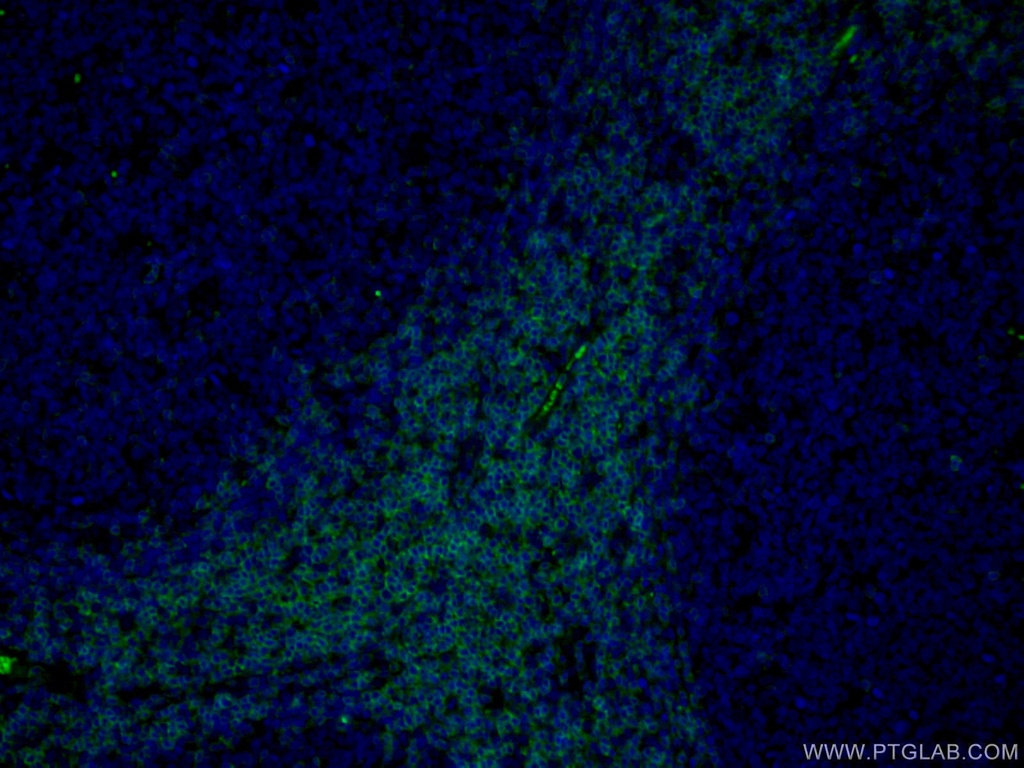 CoraLite®488-conjugated CD3 Monoclonal antibody