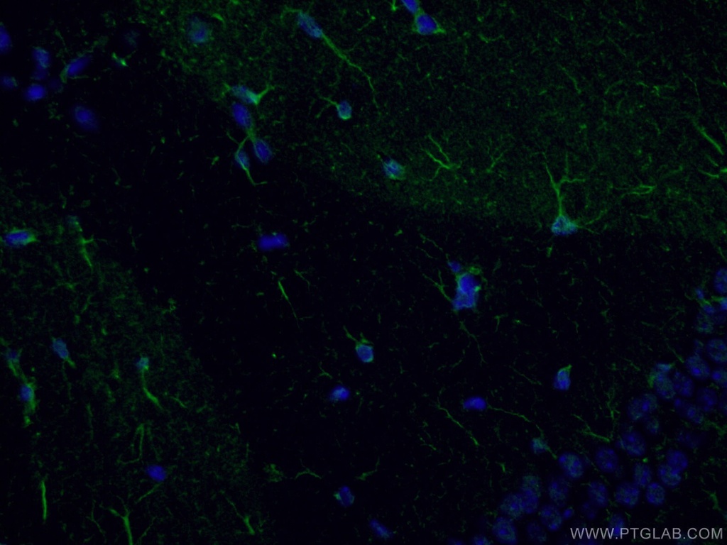 CoraLite®488-conjugated NF-L Monoclonal antibody