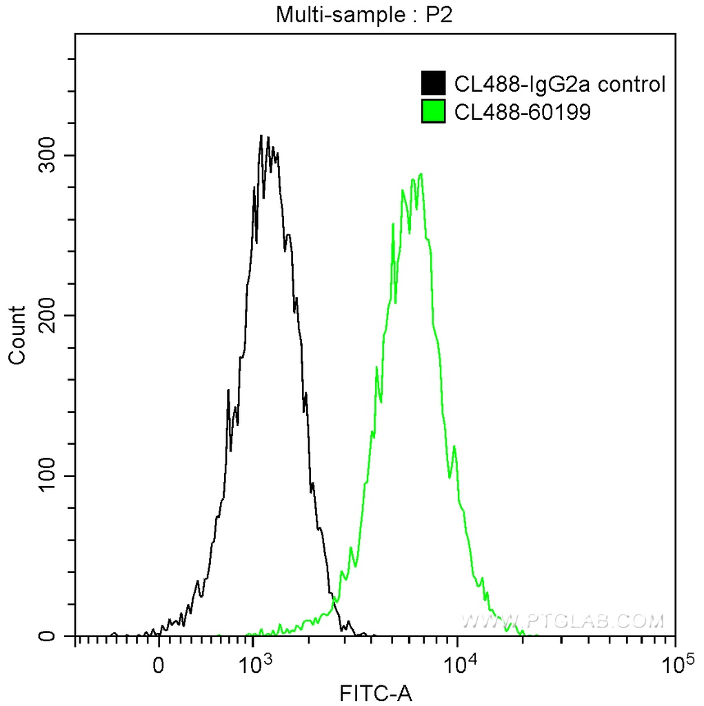 CoraLite®488-conjugated STAT3 Monoclonal antibody