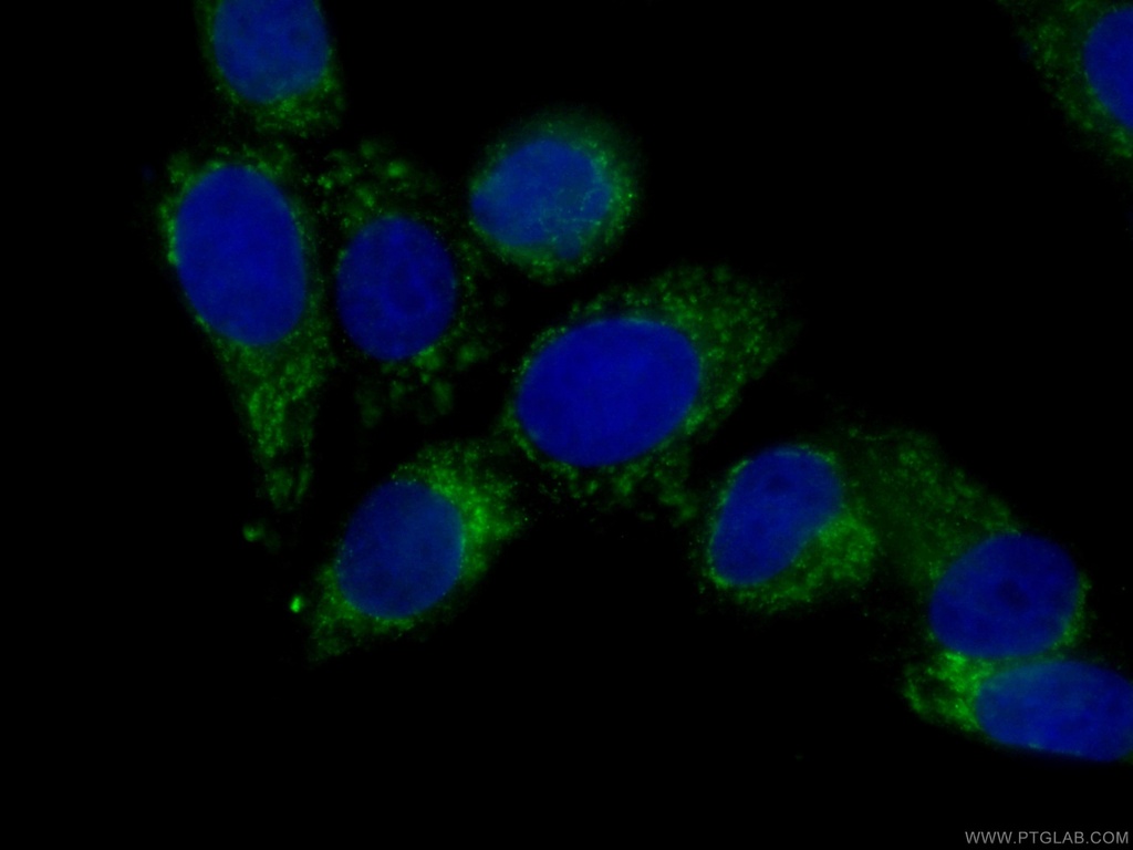 CoraLite®488-conjugated peroxiredoxin 2 Monoclonal antibody