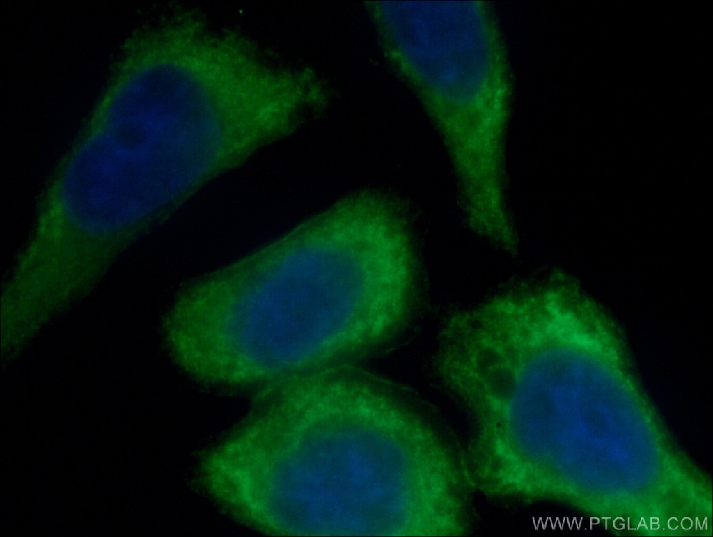 CoraLite®488-conjugated AKT Monoclonal antibody