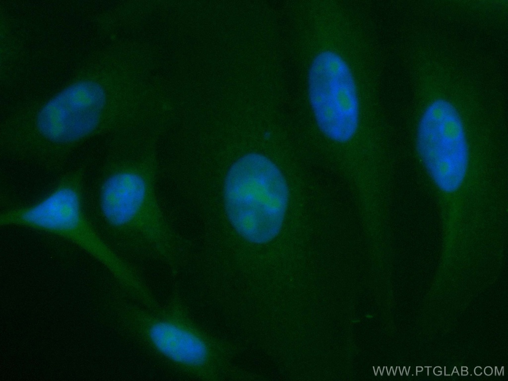 CoraLite®488-conjugated LYN Monoclonal antibody