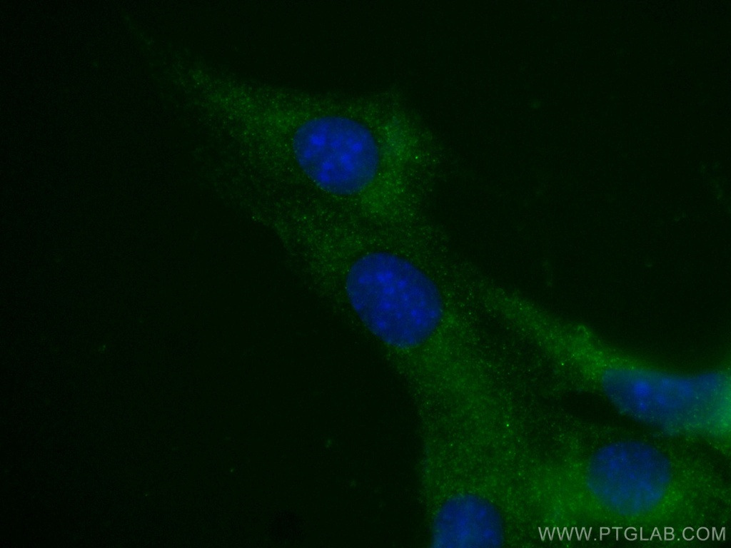 CoraLite®488-conjugated Myosin Light Chain 2 Monoclonal antibody
