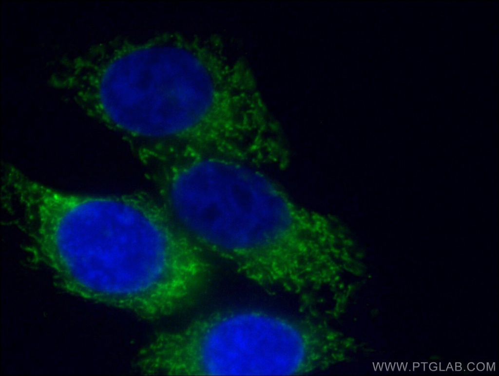 CoraLite®488-conjugated HADHA Monoclonal antibody