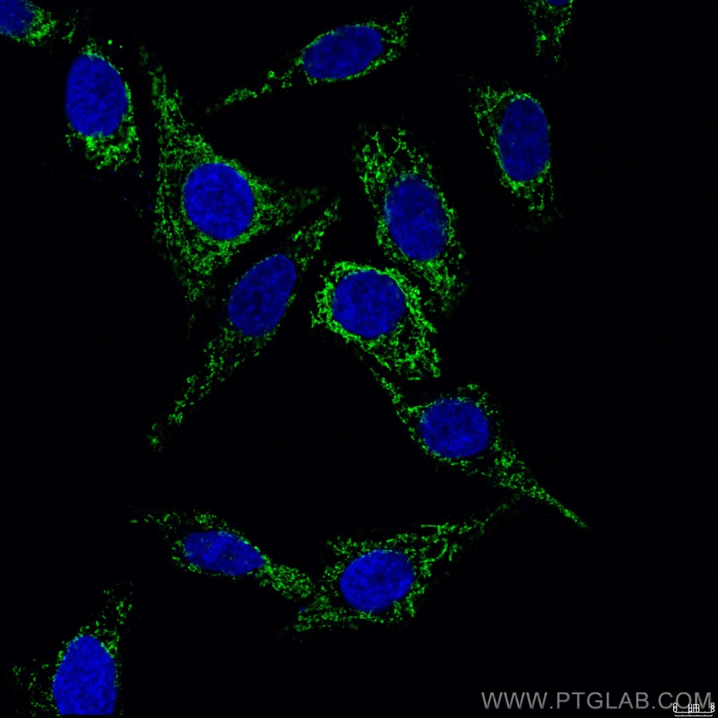 CoraLite®488-conjugated COXIV Monoclonal antibody
