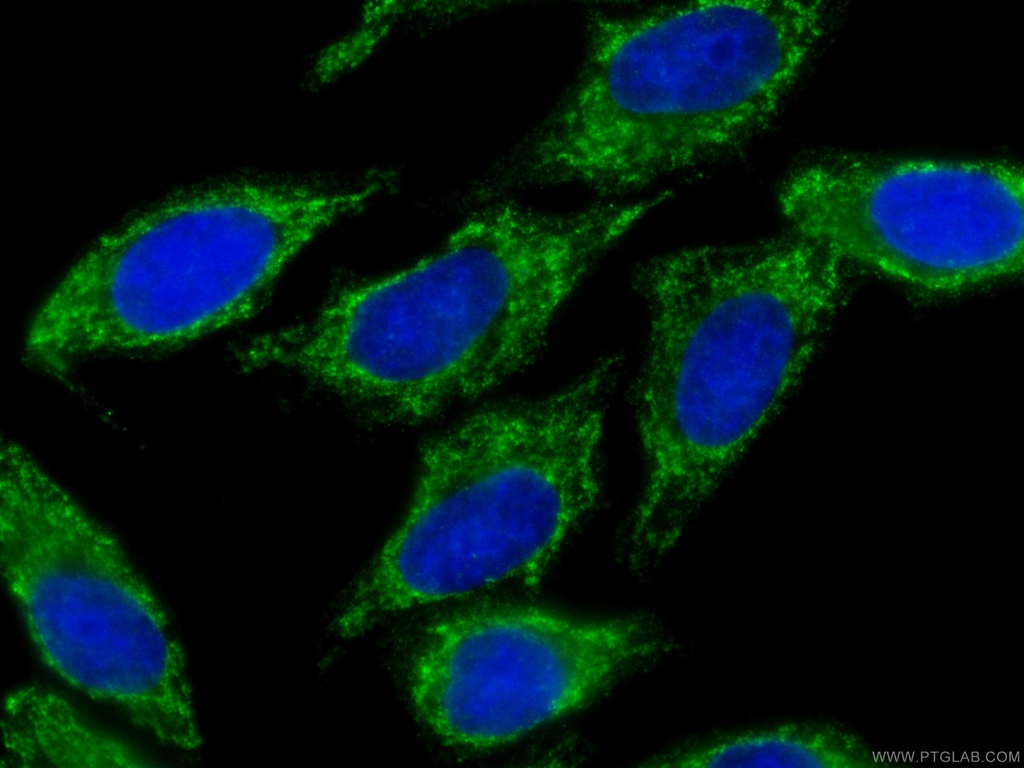 CoraLite®488-conjugated SMN-Exon7 Monoclonal antibody
