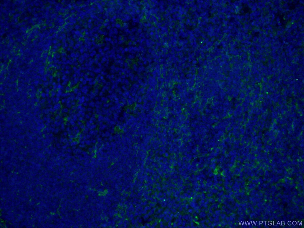 CoraLite®488-conjugated CD11c/Integrin Alpha X Monoclonal antibody