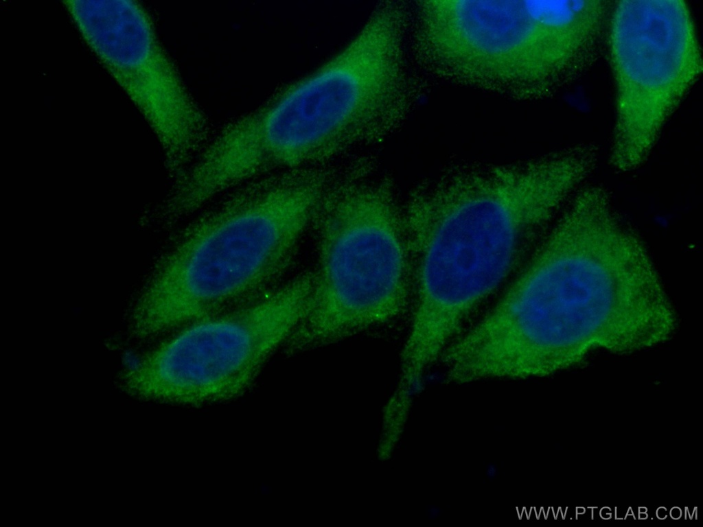 CoraLite®488-conjugated SND1 Monoclonal antibody