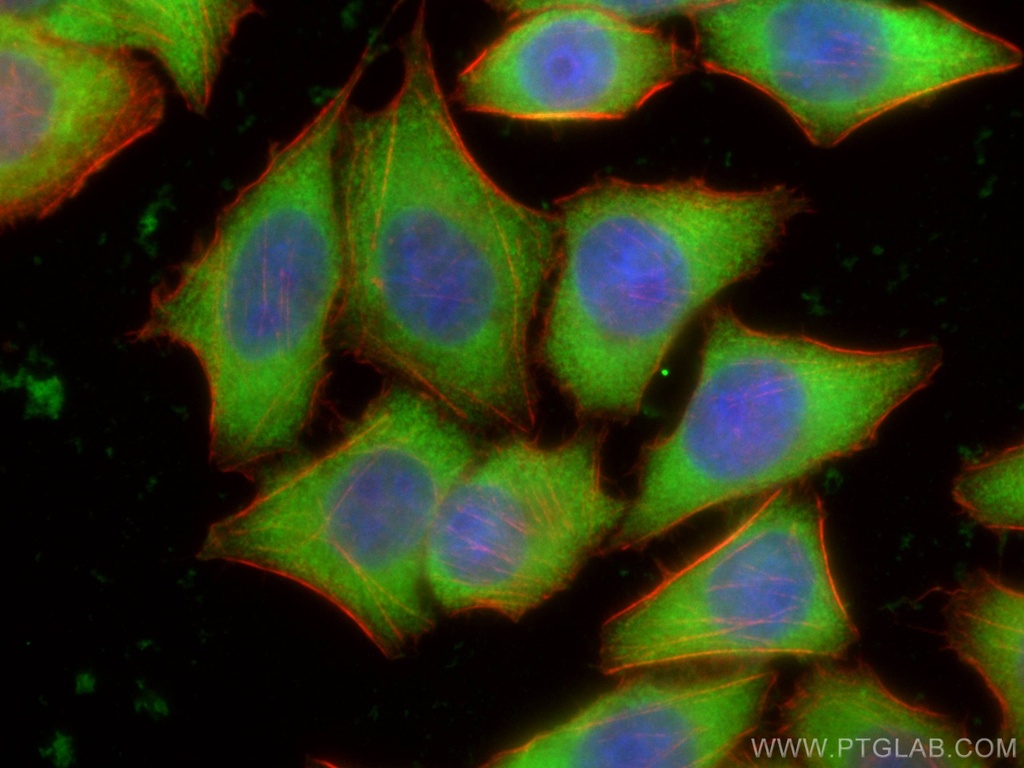 CoraLite®488-conjugated PKM2-specific Monoclonal antibody