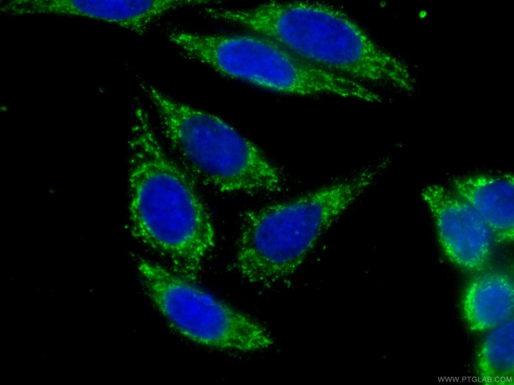 CoraLite®488-conjugated PRDX4 Monoclonal antibody