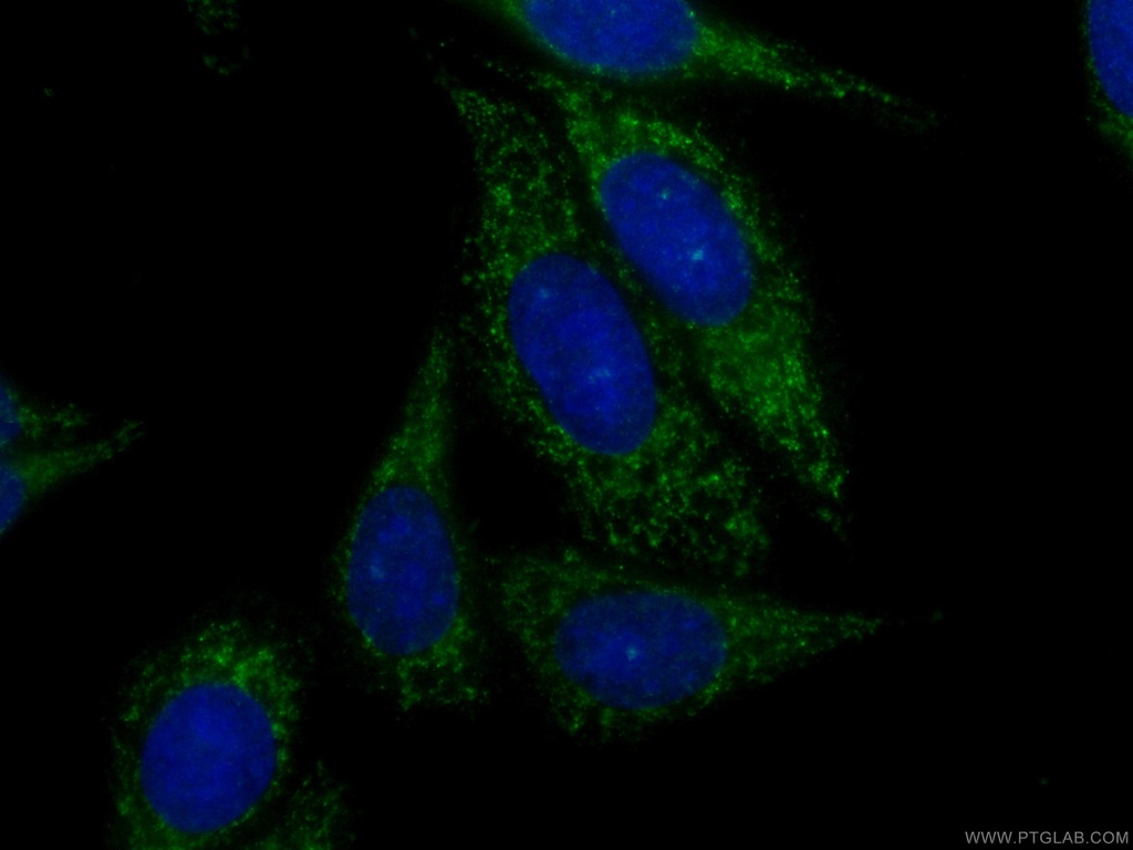 CoraLite®488-conjugated PTEN Monoclonal antibody