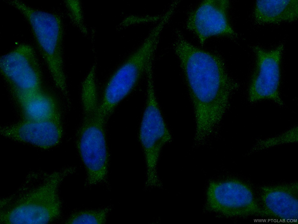 CoraLite®488-conjugated SGTA Monoclonal antibody