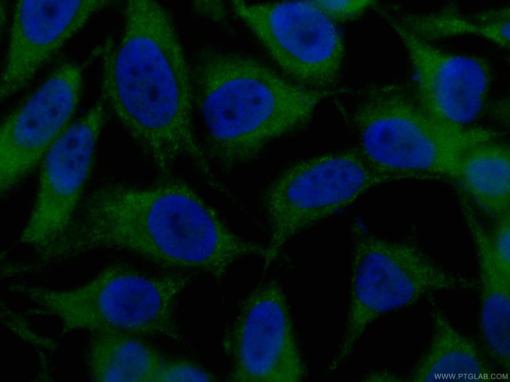 CoraLite®488-conjugated VCP Monoclonal antibody