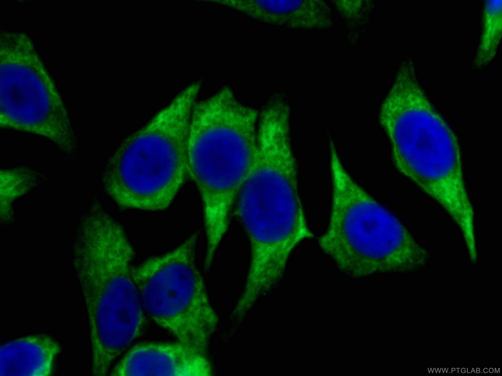 CoraLite®488-conjugated HSP90 Monoclonal antibody