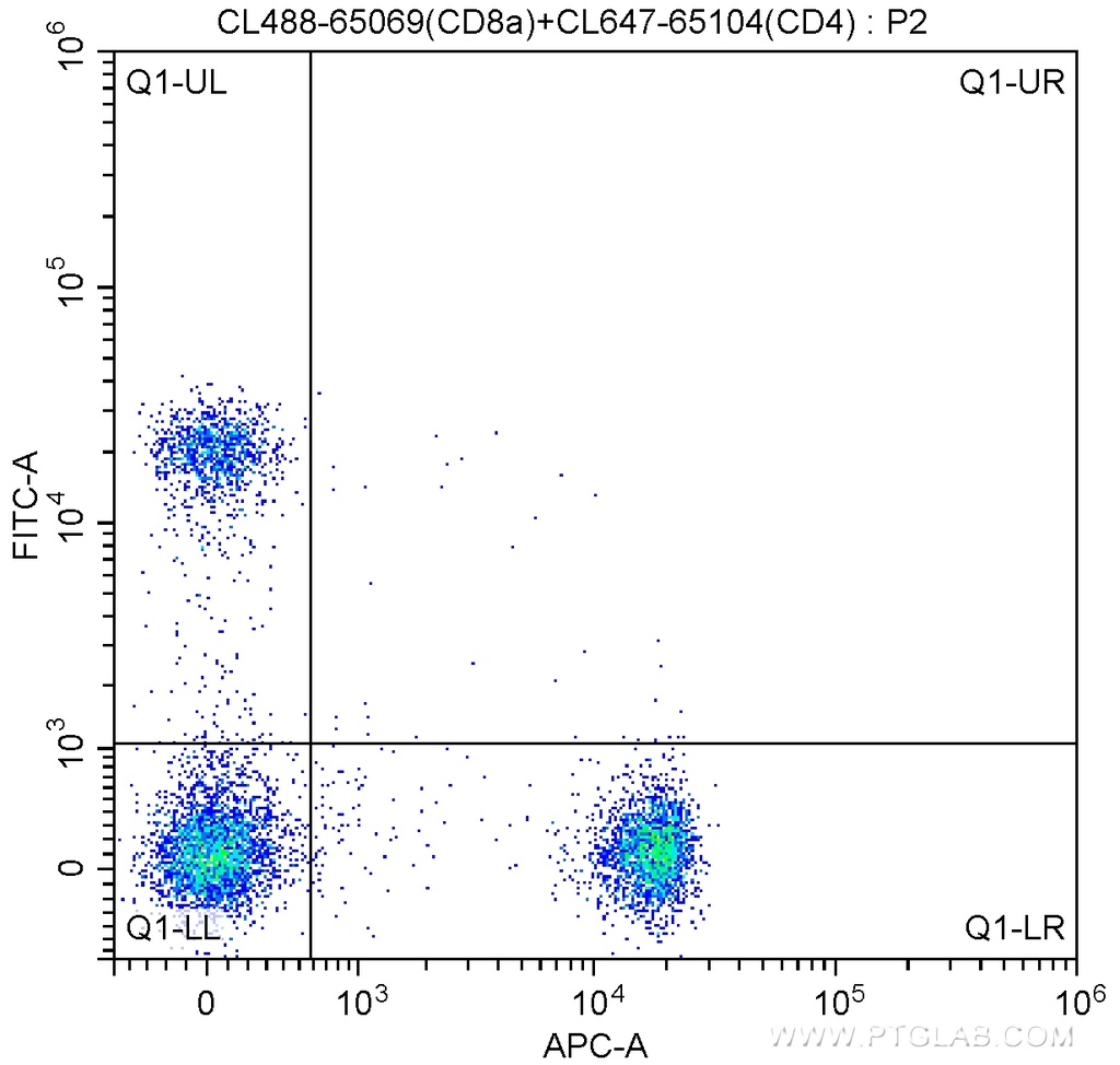 CoraLite®488 Anti-Mouse CD8a (53-6.7)