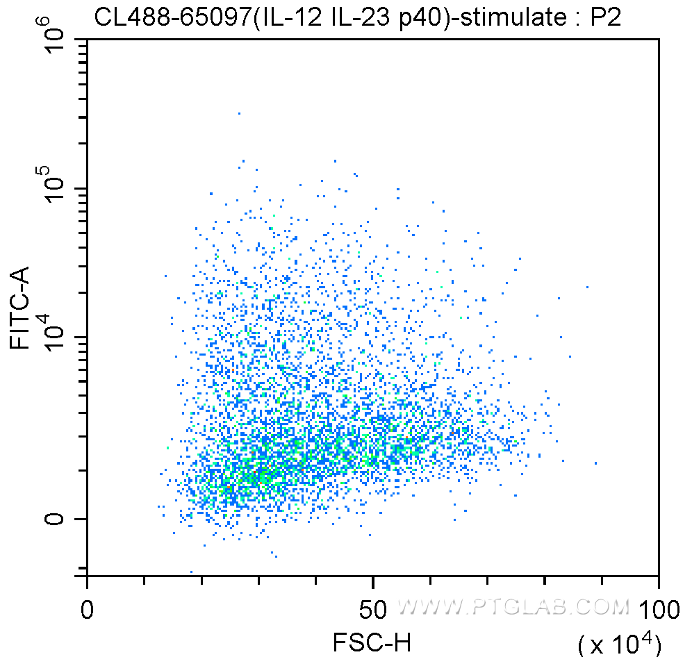 CoraLite®488 Anti-Mouse IL-12/IL-23 p40 (C17.8)