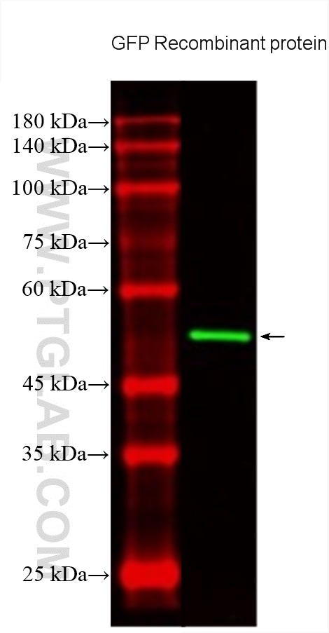 CoraLite®488-conjugated GFP tag Monoclonal antibody