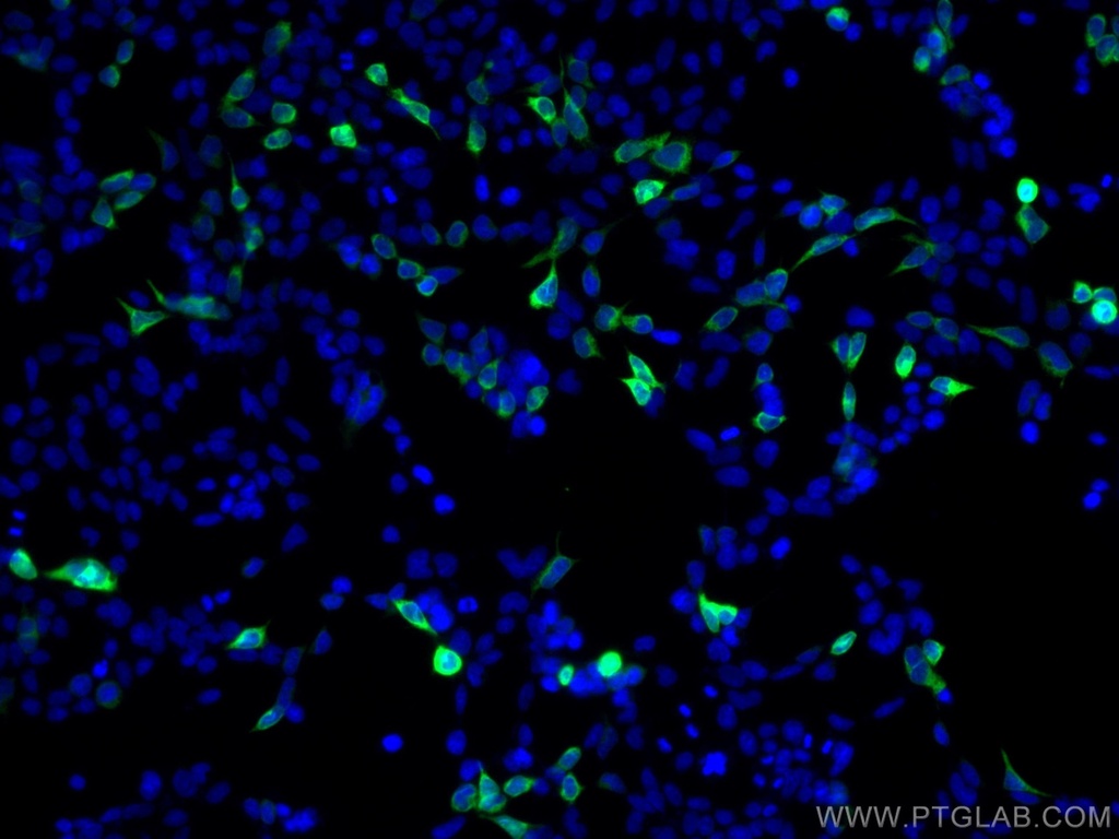 CoraLite®488-conjugated 6*His, His-Tag Monoclonal antibody
