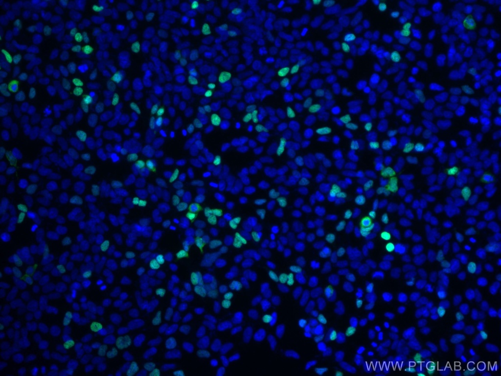 CoraLite®488-conjugated DYKDDDDK Monoclonal antibody (Binds to FLAG® tag epitope)