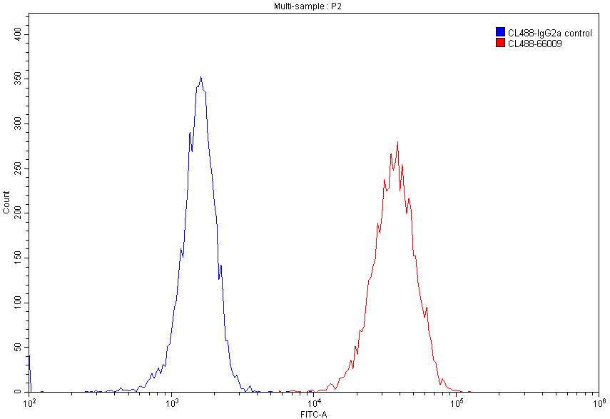 CoraLite®488-conjugated Beta Actin Monoclonal antibody