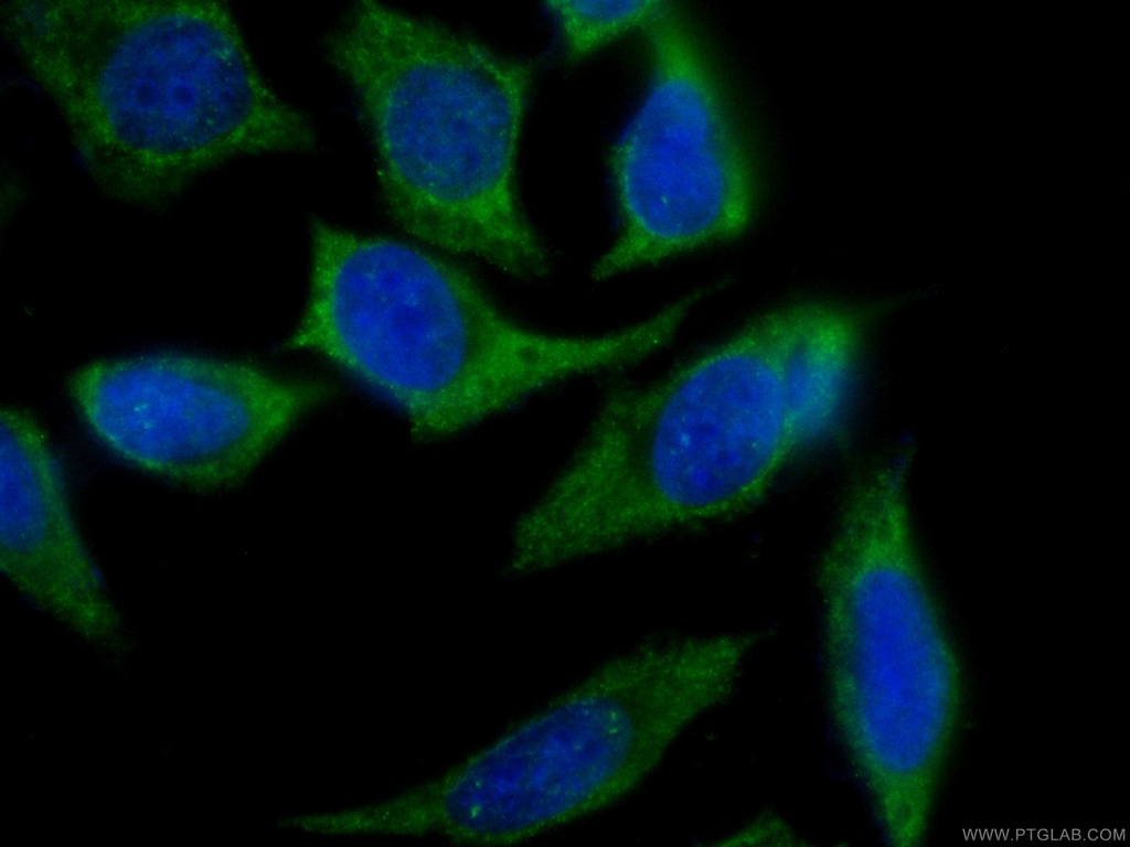 CoraLite®488-conjugated SEC5/EXOC2 Monoclonal antibody