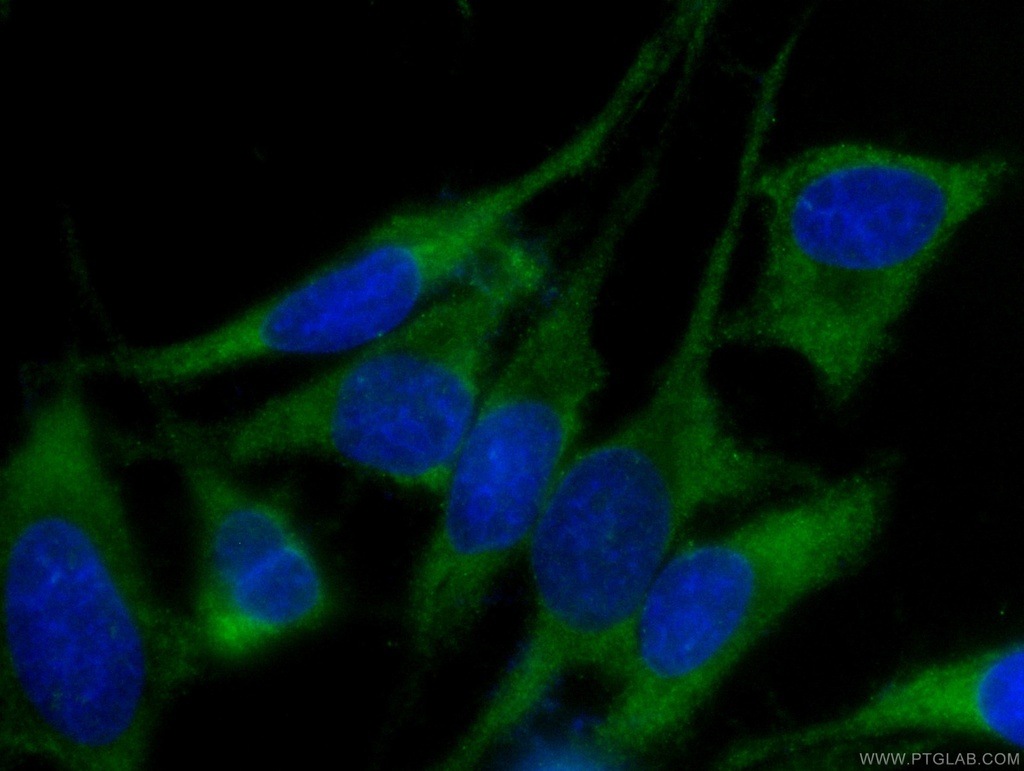 CoraLite®488-conjugated EIF3D Monoclonal antibody