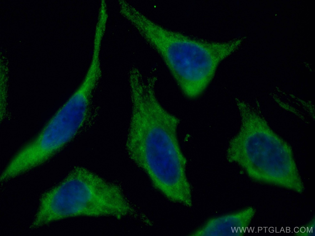 CoraLite®488-conjugated MCL1 Monoclonal antibody
