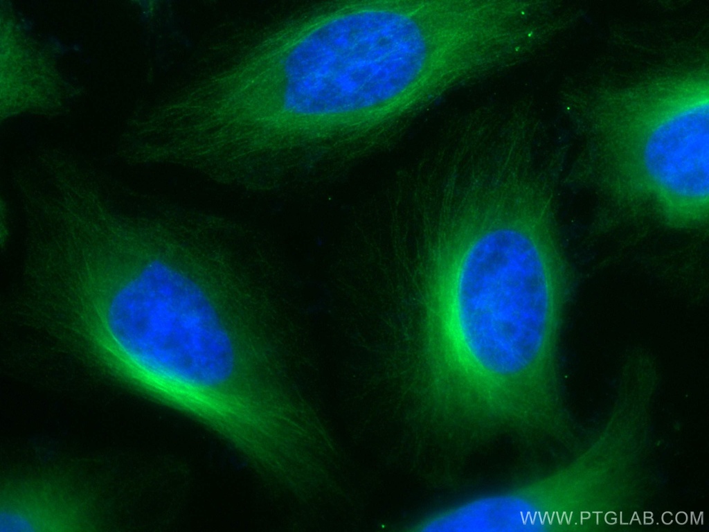 CoraLite®488-conjugated Alpha Tubulin Monoclonal antibody