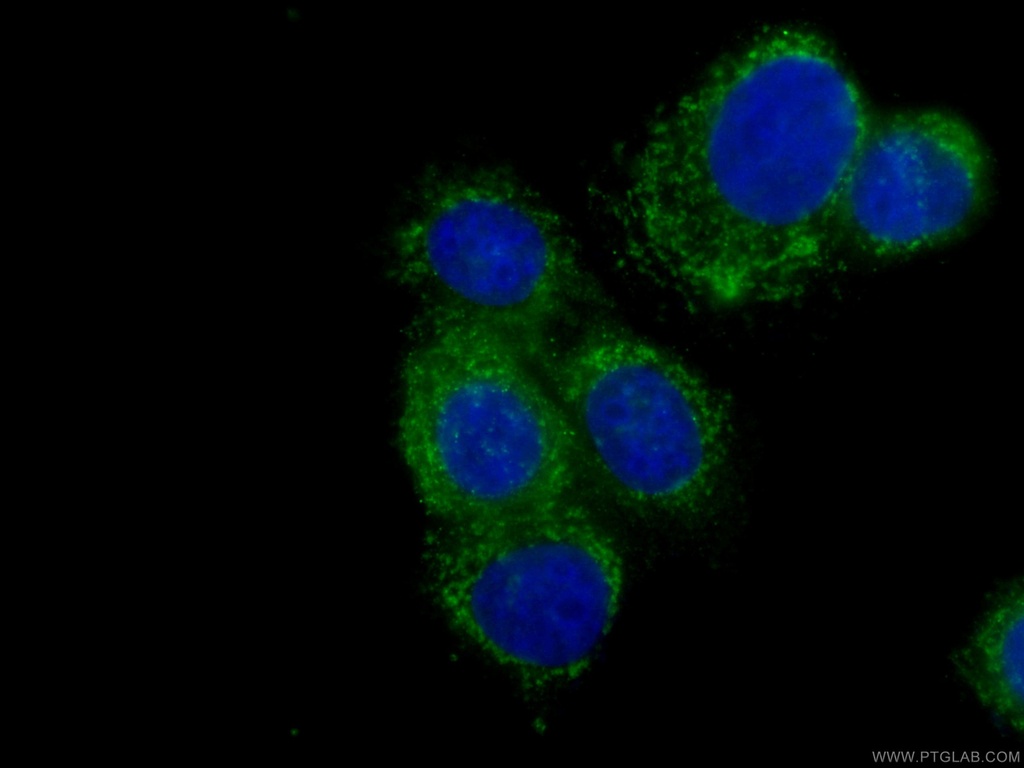 CoraLite®488-conjugated ASS1 Monoclonal antibody