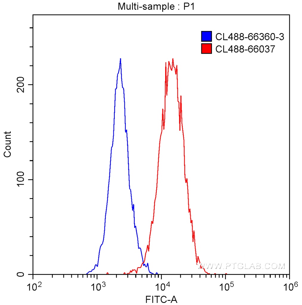 CoraLite®488-conjugated ATP5A1 Monoclonal antibody